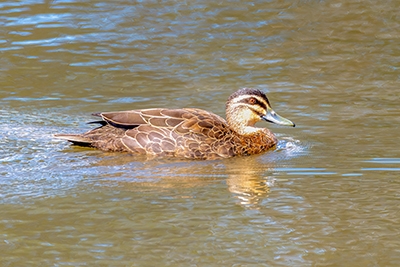 Pacific Black Duck
