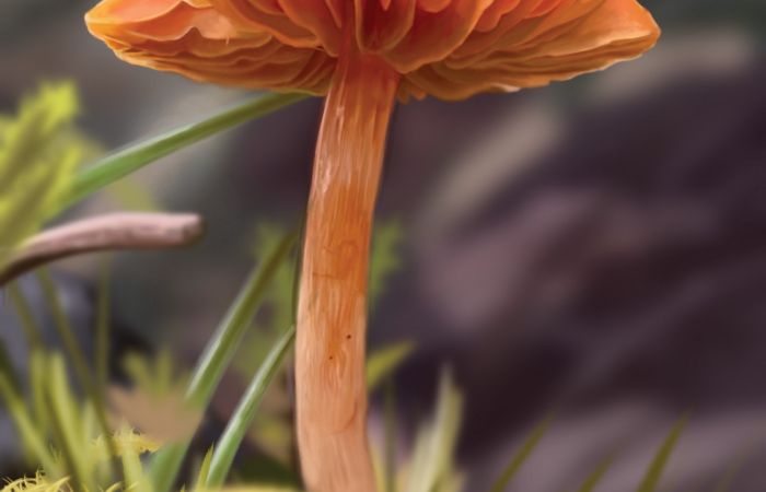 Lola Auty, My Mushroom (Digital)