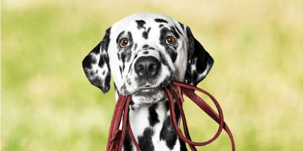 Council to rethink dog management