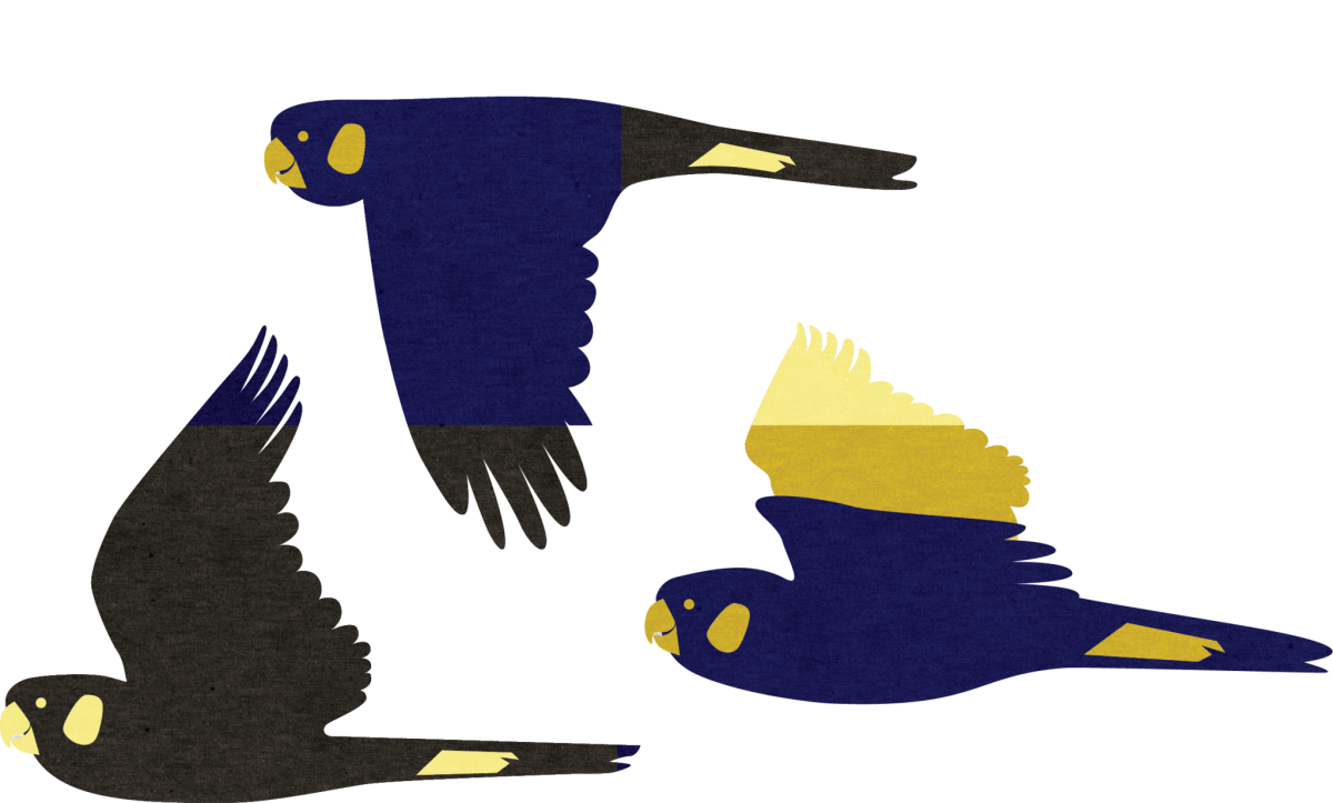 Black Cockatoos Cut Out 2 150x
