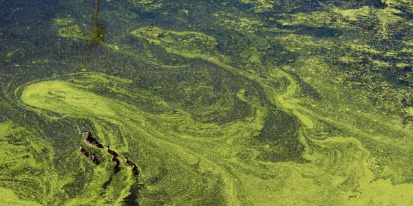 Recreational Closure: Lake Trevallyn Algal Bloom